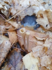 Macrotyphula fistulosa