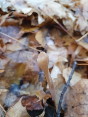 Macrotyphula fistulosa