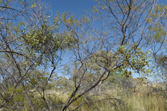 Acacia chisholmii
