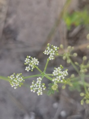 Tordylieae