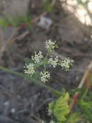Tordylieae