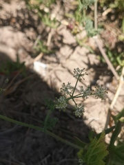 Tordylieae