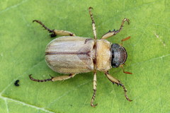 Adoretus nigrifrons