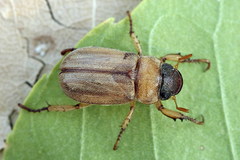 Adoretus nigrifrons