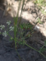Tordylieae