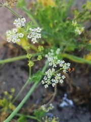 Tordylieae