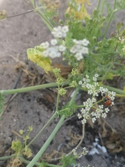 Tordylieae
