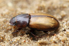 Bodilus lugens