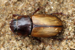 Bodilus lugens