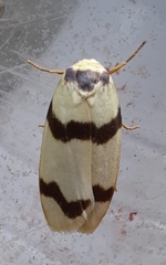 Padenia transversa