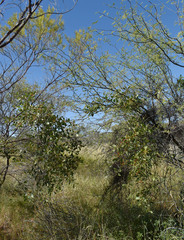 Acacia chisholmii