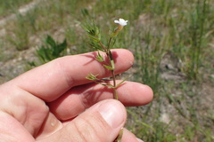 Gratiola brevifolia