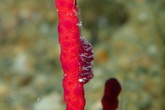 Hamodactylus boschmai