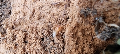 Dysdera