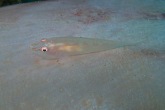 Pleurosicya elongata