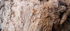 Dysdera