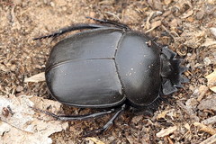 Scarabaeus typhon