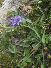 Phyteuma globulariifolium