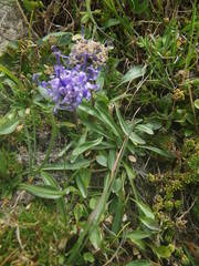 Phyteuma globulariifolium