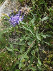 Phyteuma globulariifolium