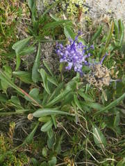 Phyteuma globulariifolium