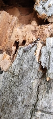 Xantholininae