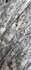 Xantholininae