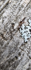 Xantholininae