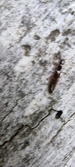 Xantholininae