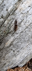Xantholininae