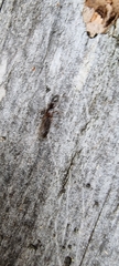 Xantholininae
