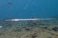 Fistularia commersonii