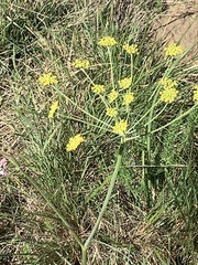 Afrosciadium magalismontanum