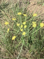 Afrosciadium magalismontanum