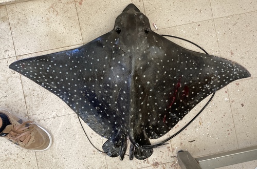 Spotted eagle ray