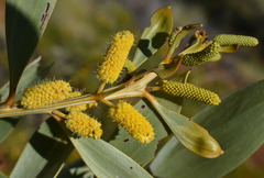 Acacia gonoclada