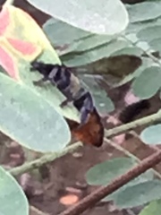 Apis mellifera ligustica