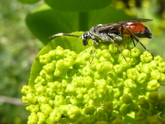 Tenthredopsis andrei