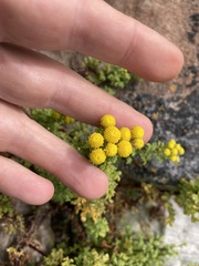 Oncosiphon sabulosus