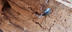 Linyphiidae
