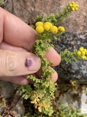 Oncosiphon sabulosus