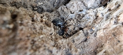 Linyphiidae