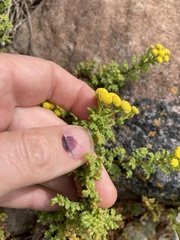 Oncosiphon sabulosus