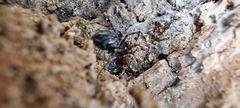 Linyphiidae