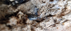 Linyphiidae