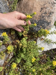 Oncosiphon sabulosus