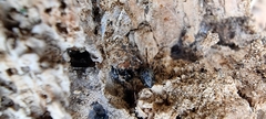 Linyphiidae