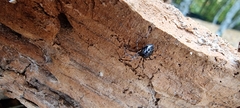 Linyphiidae
