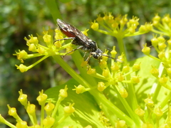 Tenthredopsis andrei