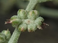 Chenopodium parabolicum